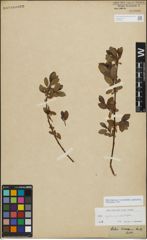 Foto von Salix myrsinifolia Salisb. x Salix phylicifolia L.